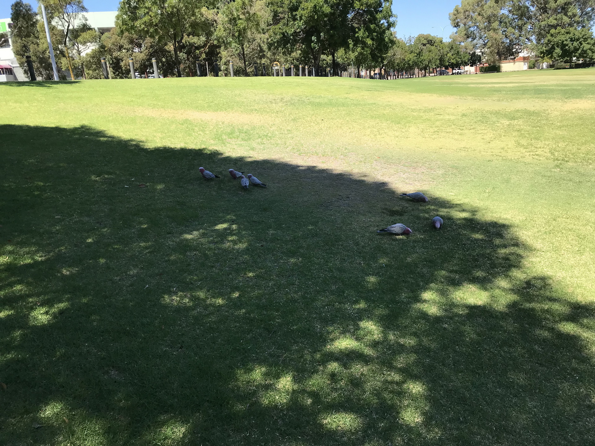 Вместо голубей под деревья – попугаи - Перт (Австралия) Parrots instead of doves in Perth, Australia